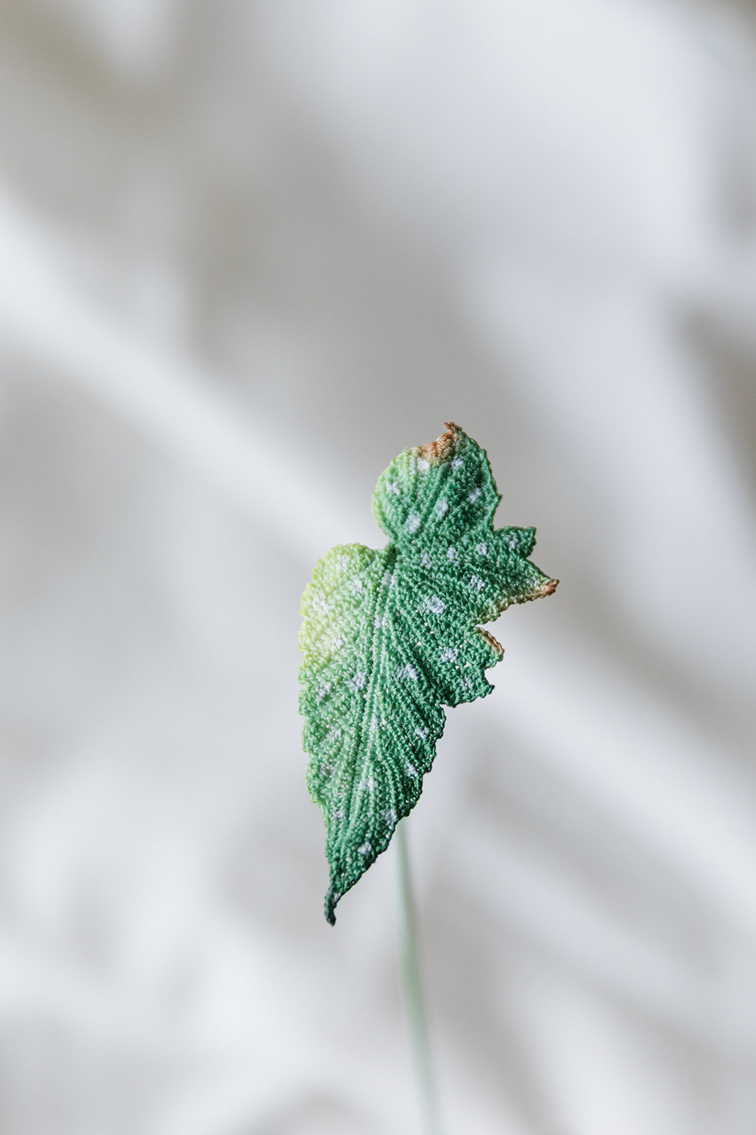 Microcrochet Begonia Bookmark